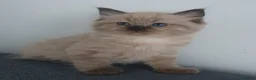 Ragdoll cats for sale: 🤎 READY NOW seal mink sepia cherubim BOY 🤎 - Advert 8