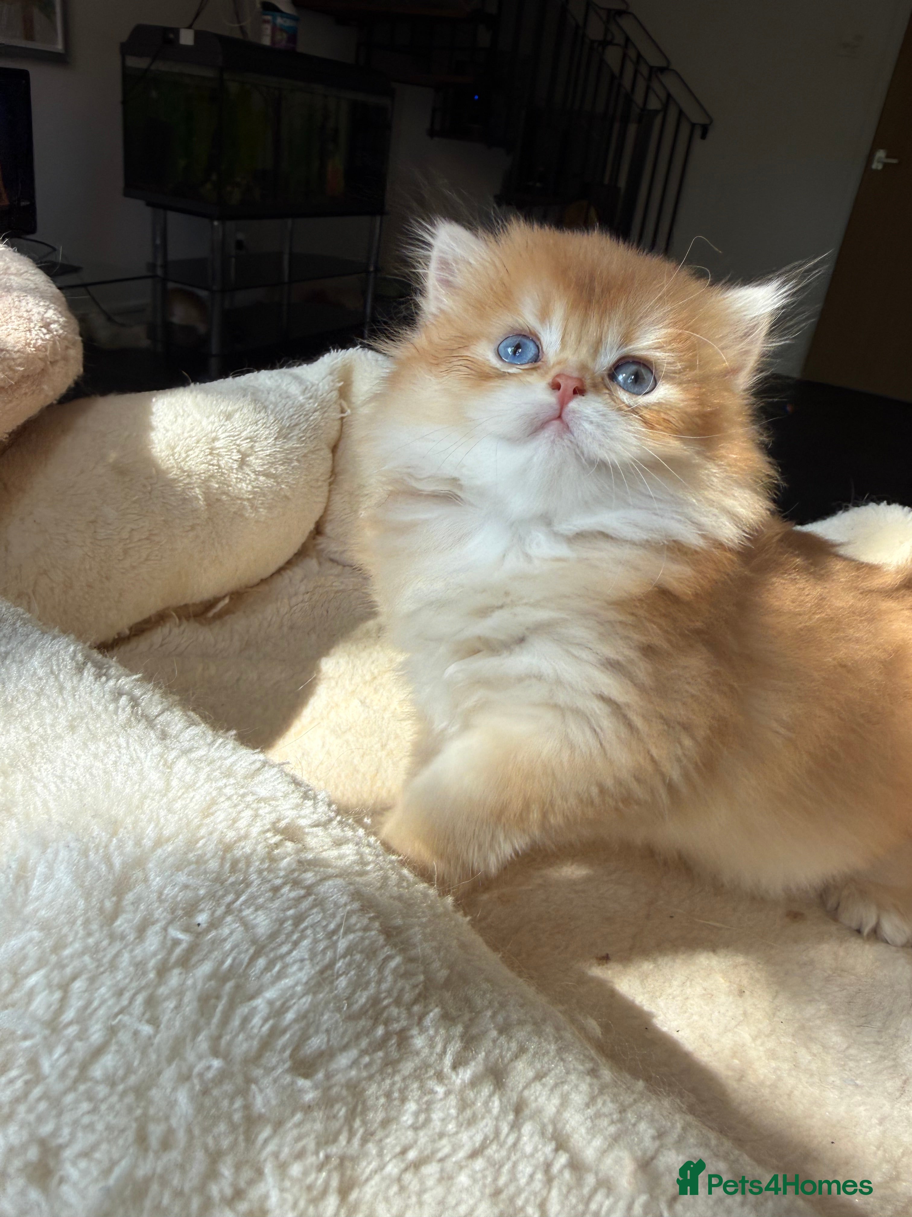 British Shorthair cats GCCF reg BLH Chocolate Golden Odd Eyes Male Kitten - Advert 1