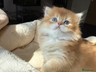 British Shorthair cats for sale: GCCF reg BLH Chocolate Golden Odd Eyes Male Kitten - Advert 4