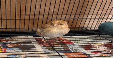 Canaries birds - Advert 16