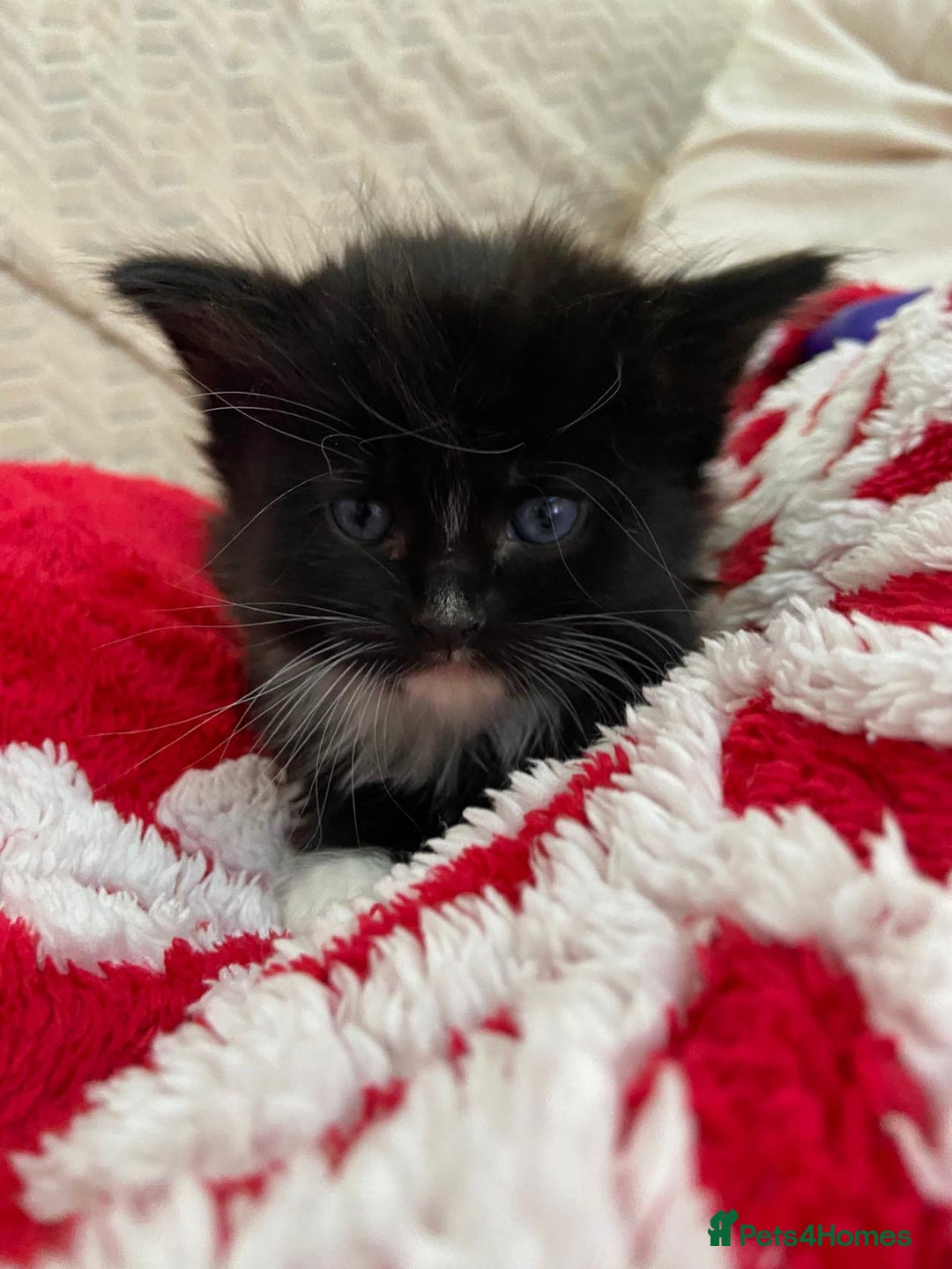 Mixed Breed cats for sale: 5 Beautiful Half-Ragdoll kittens ❤️ - Advert 16