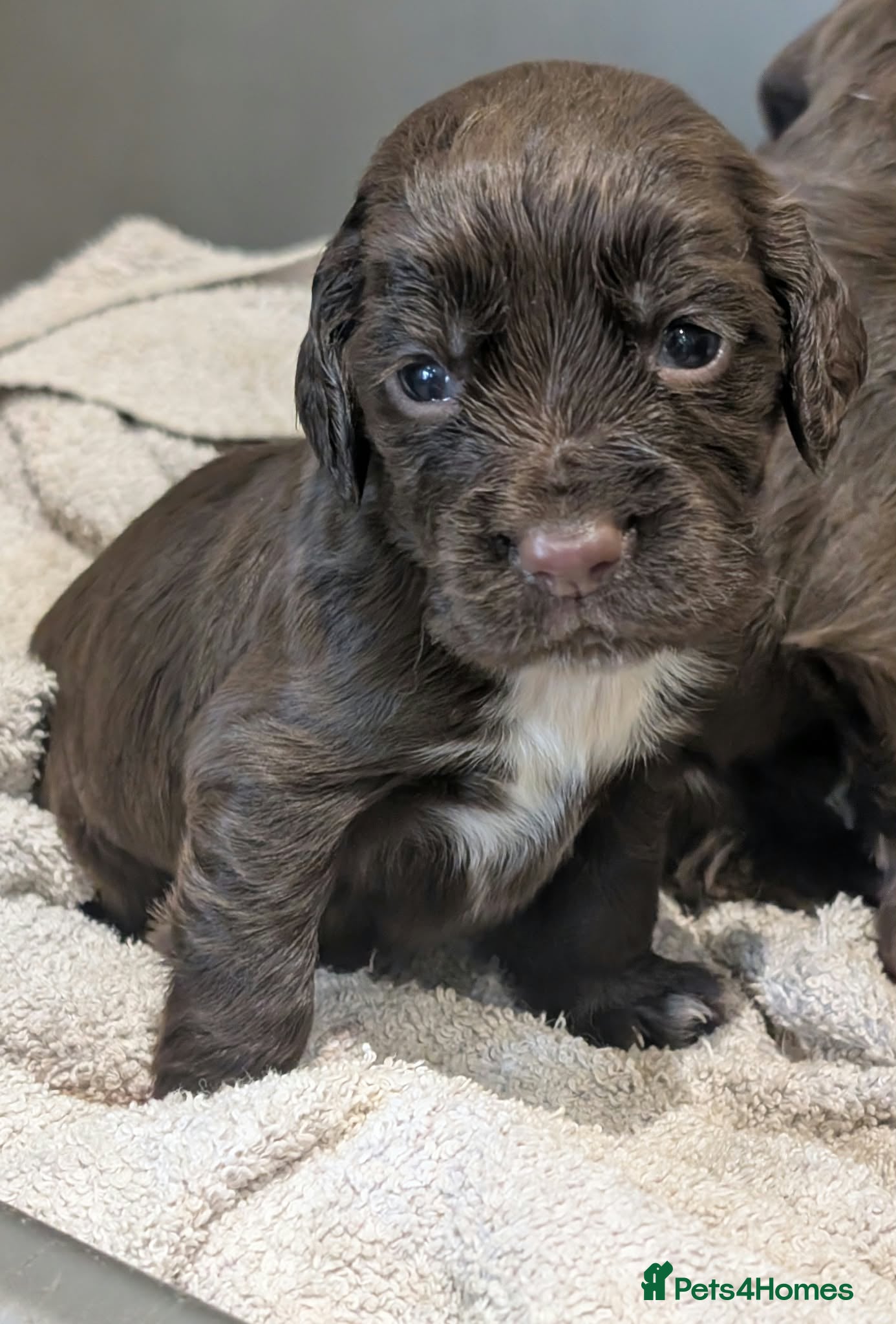 Cocker Spaniel dogs W/T Pedigree Cocker Spainels  - Advert 2