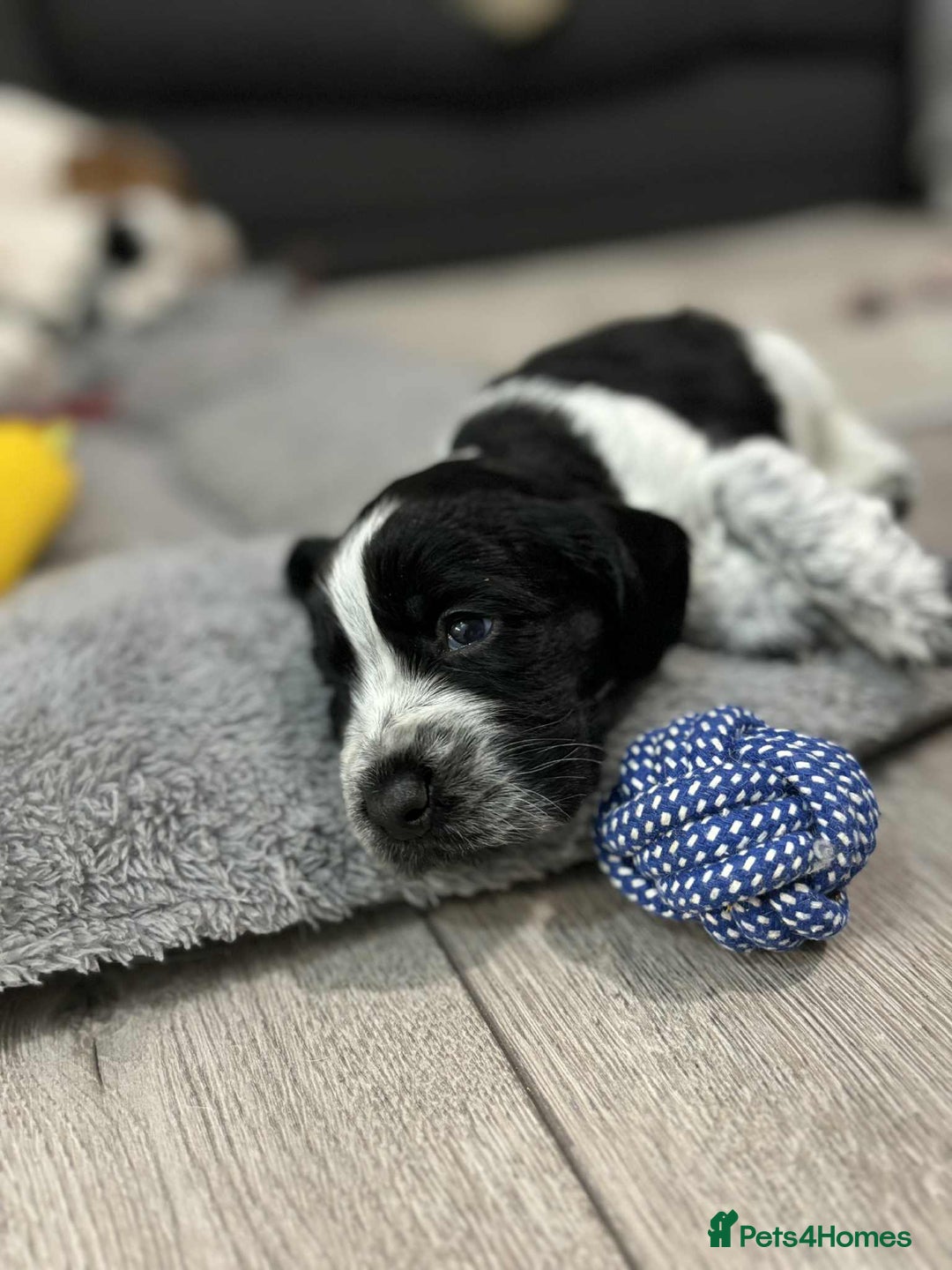 Cocker Spaniel dogs for sale: Beautiful cocker spaniels  - Advert 11