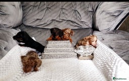 Miniature Dachshund dogs for sale: Miniature dachshund puppies  - Image 5