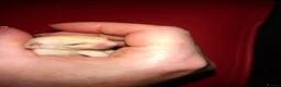 Sugar Glider rodents for sale: Stunning platinum pair with baby and set up  - Advert 7