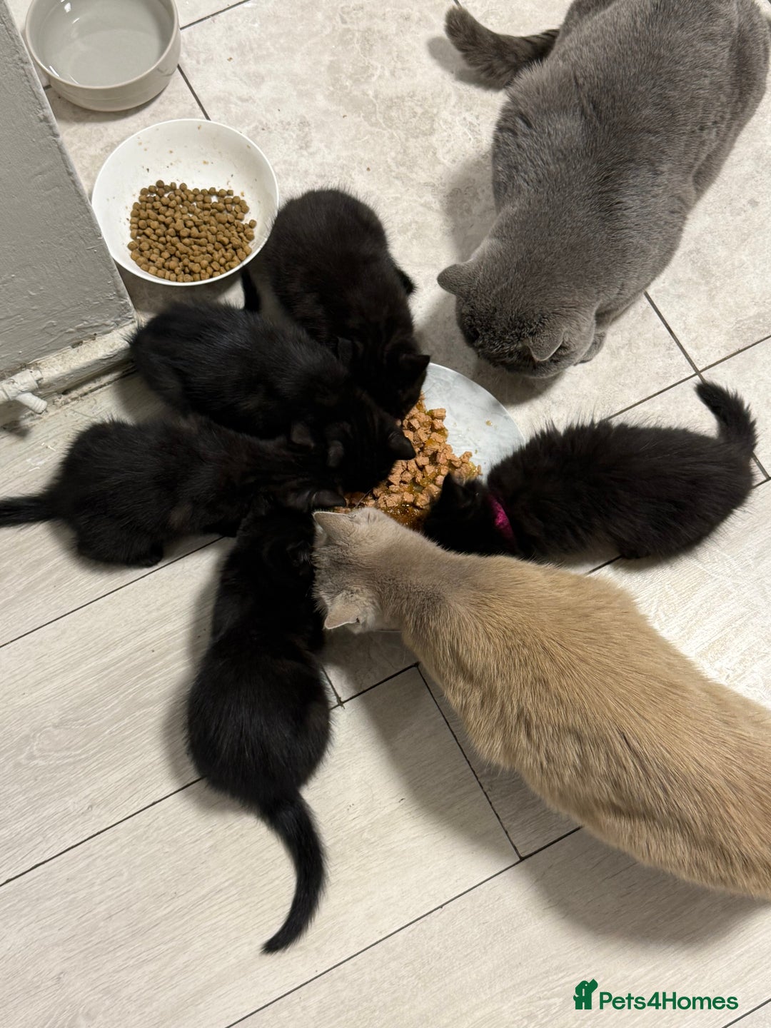 Mixed Breed cats for sale: Kittens 🐈‍⬛  - Advert 8