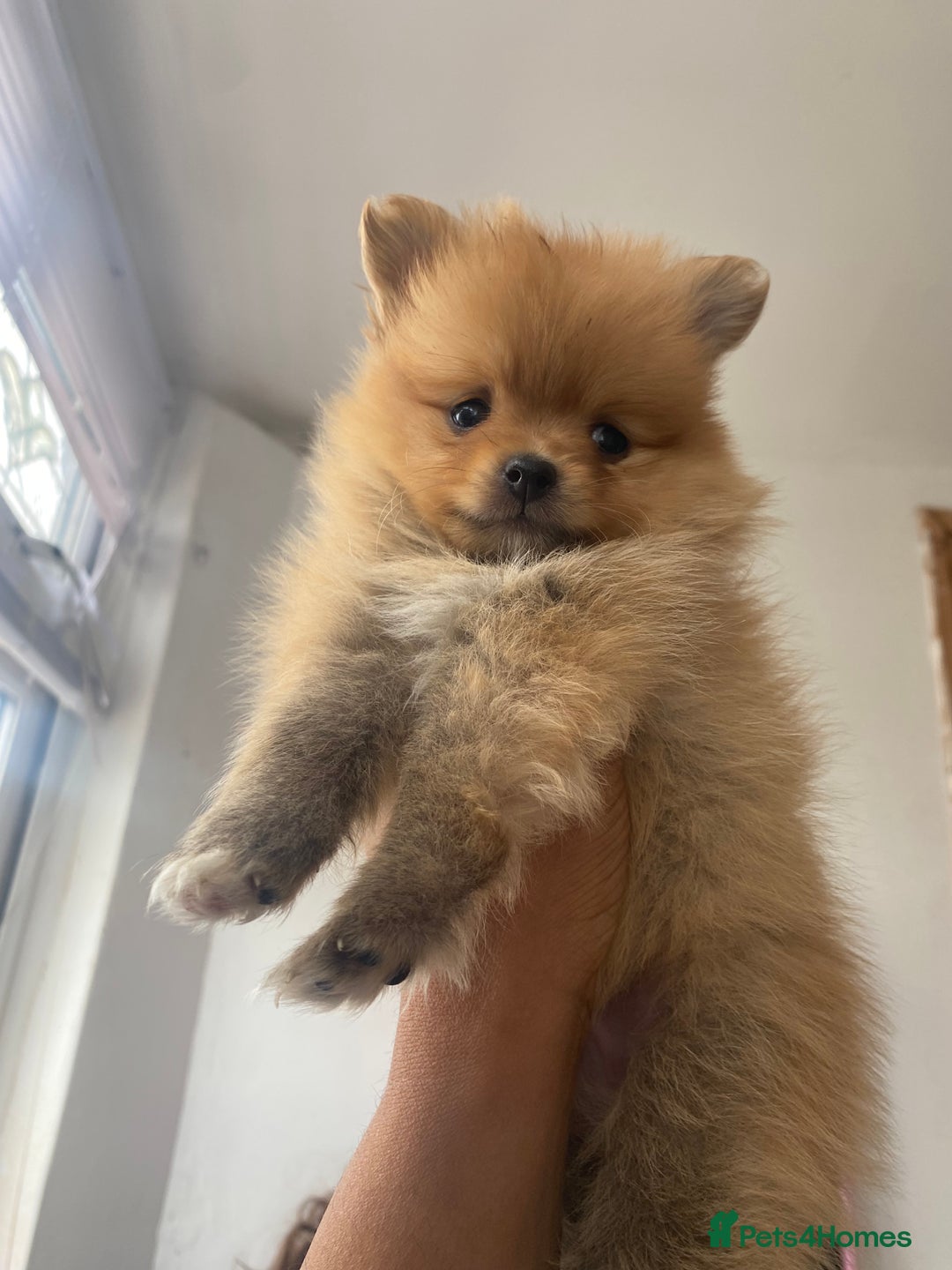 Pomeranian dogs for sale: Beautiful Russian bloodline Pomeranian puppies - Image 34