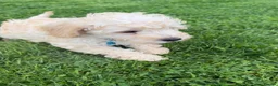 Schnoodle dogs for sale: Toy/Mini Schnoodle Puppies (Schnauzer x Poodle) - Advert 2