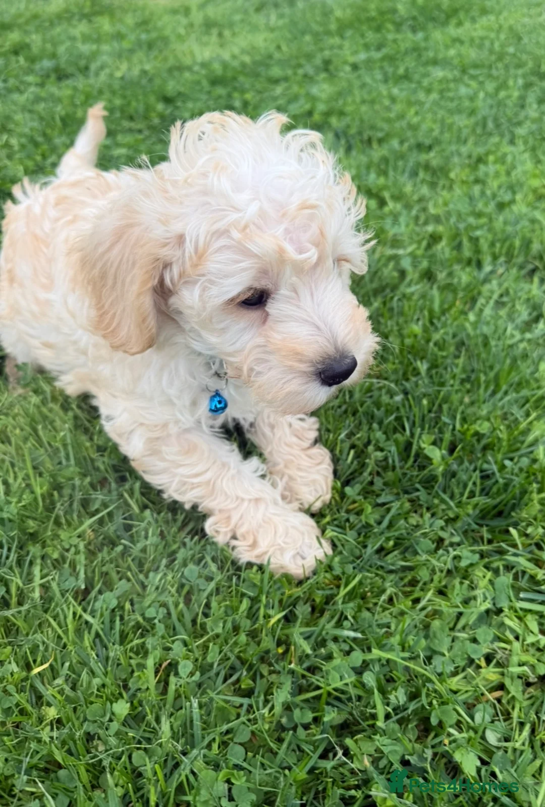 Schnoodle dogs for sale: Toy/Mini Schnoodle Puppies (Schnauzer x Poodle) - Advert 2