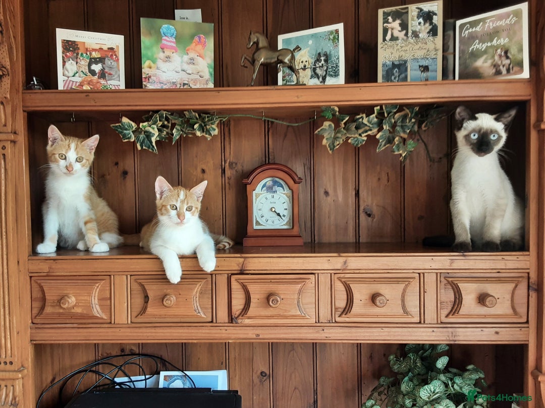 Mixed Breed cats for sale: Beautiful part siamese kittens  - Image 4