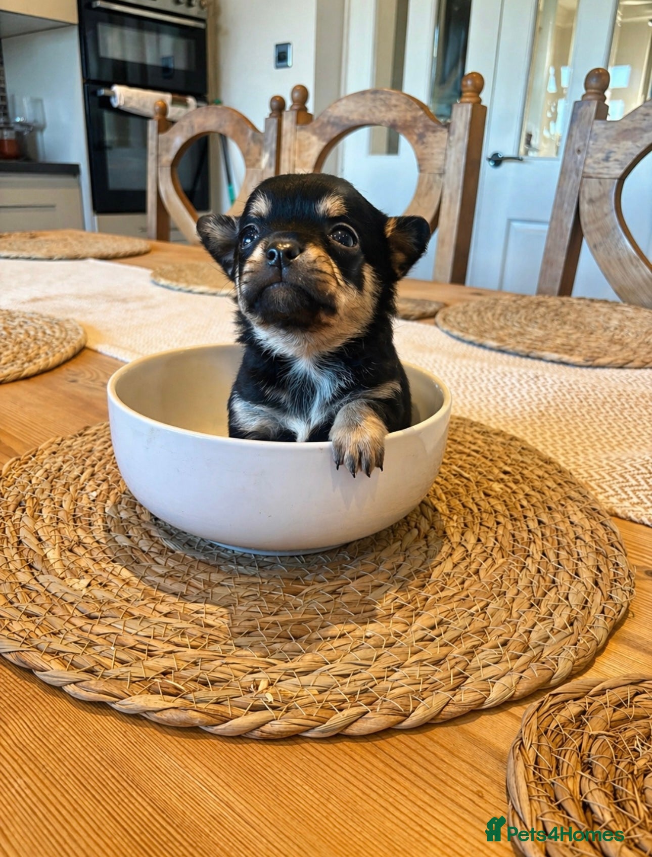 Chihuahua dogs Chihuahua puppies - Advert 1