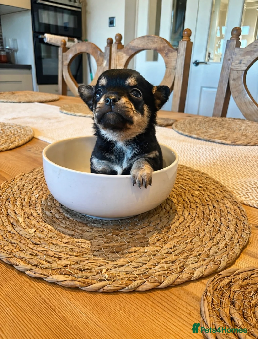 Chihuahua dogs for sale: Chihuahua puppies - Advert 1