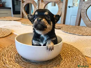 Chihuahua dogs Chihuahua puppies - Advert 1