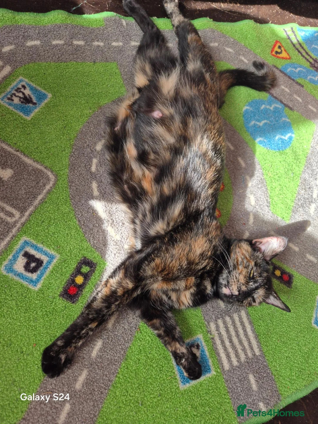 Mixed Breed cats for sale: 🐾 Beautiful Kittens Looking for Loving Homes 🐾 in Willenhall - Advert 32