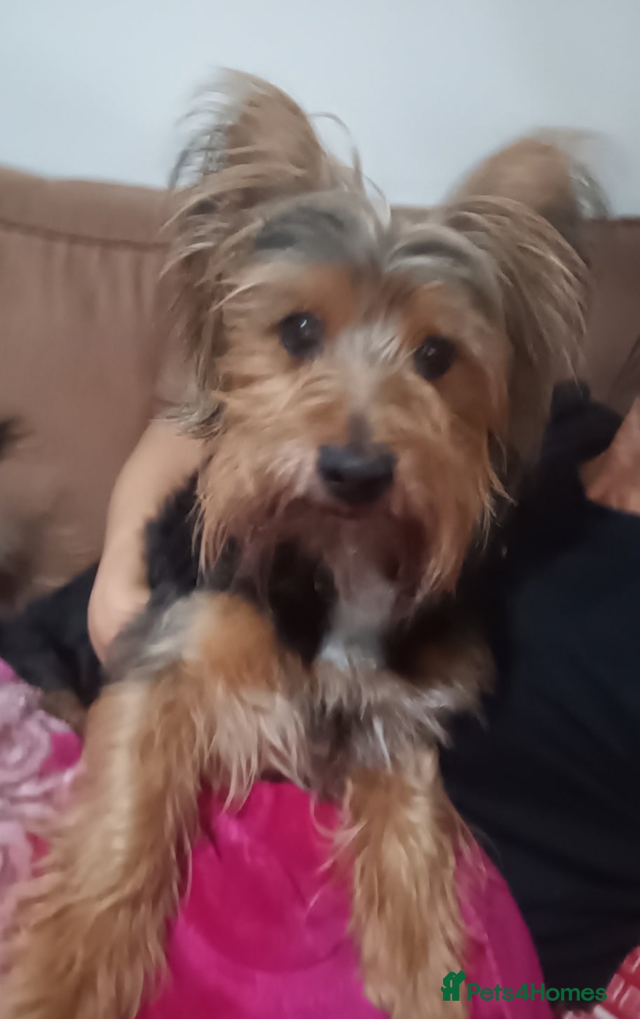 Yorkshire Terrier dogs For stud only - Advert 1