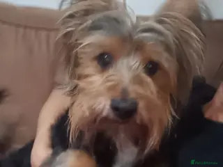 Yorkshire Terrier dogs For stud only - Advert 1