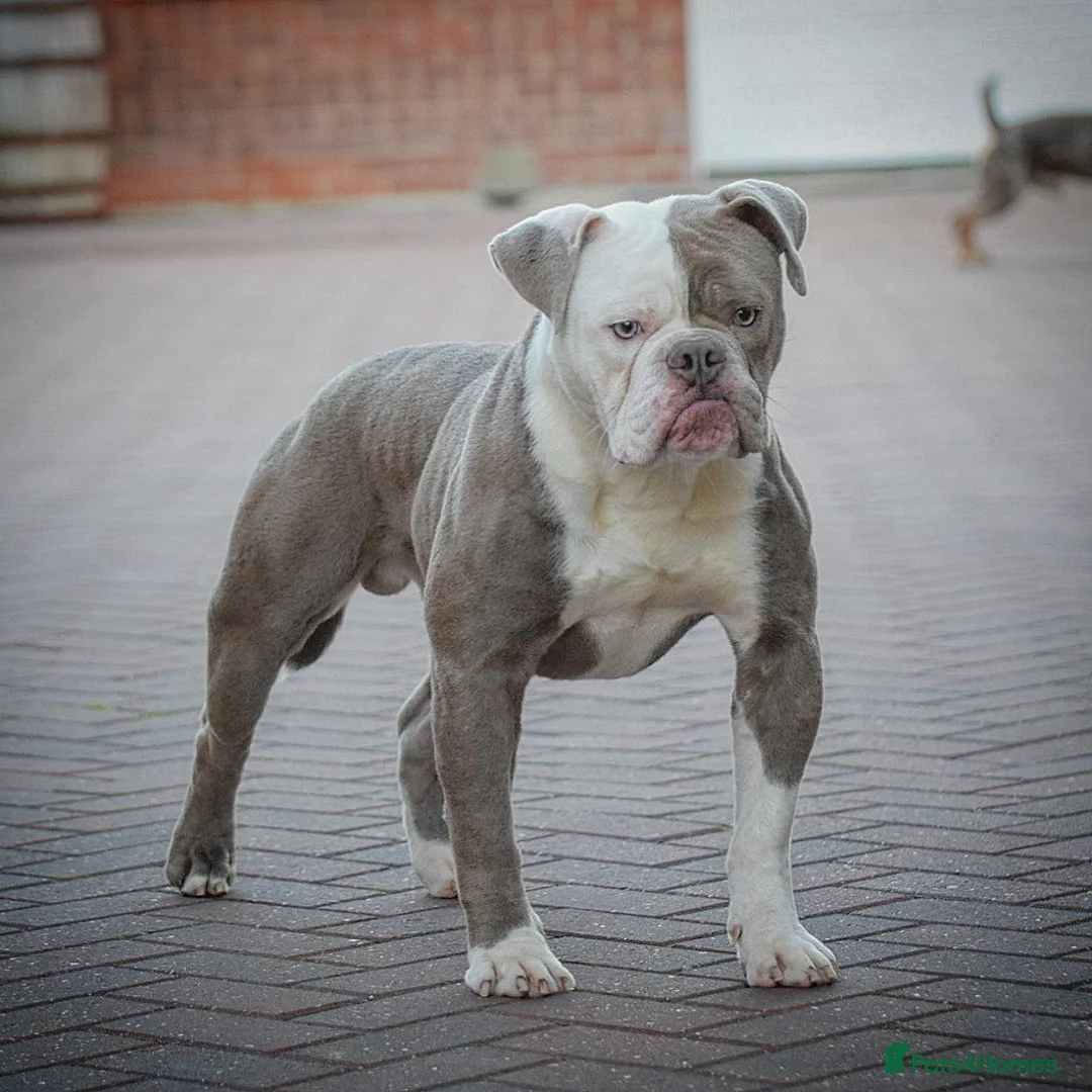 Olde English Bulldogge dogs for stud: 5⭐️LICENSED REGISTERED. 23 YEARS EXPERIENCE  in Wisbech - Advert 3