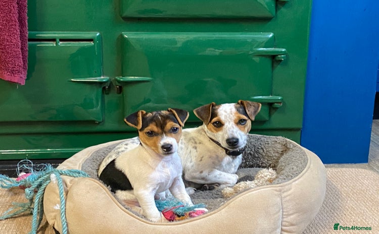 Mixed Breed dogs - Advert 13