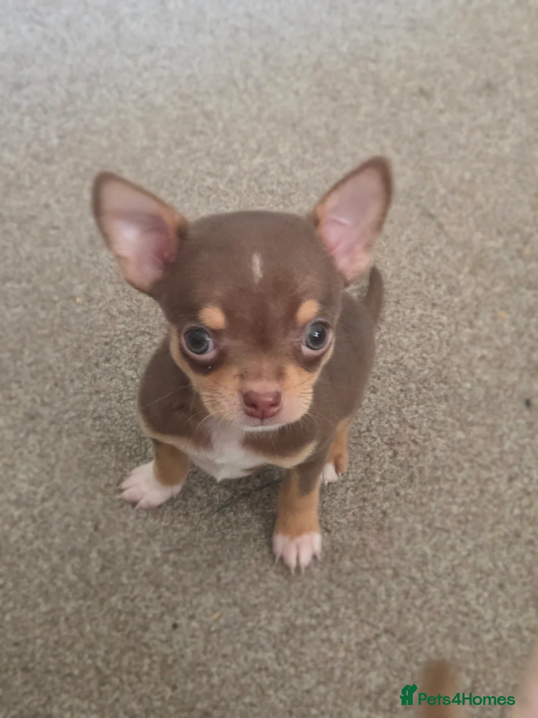 Chihuahua dogs for sale: *READY NOW* 3 beautiful tiny chiuahua boys - Advert 1