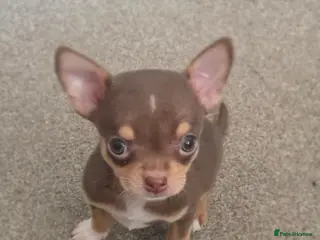 Chihuahua dogs 3 beautiful tiny chiuahua boys - Advert 9