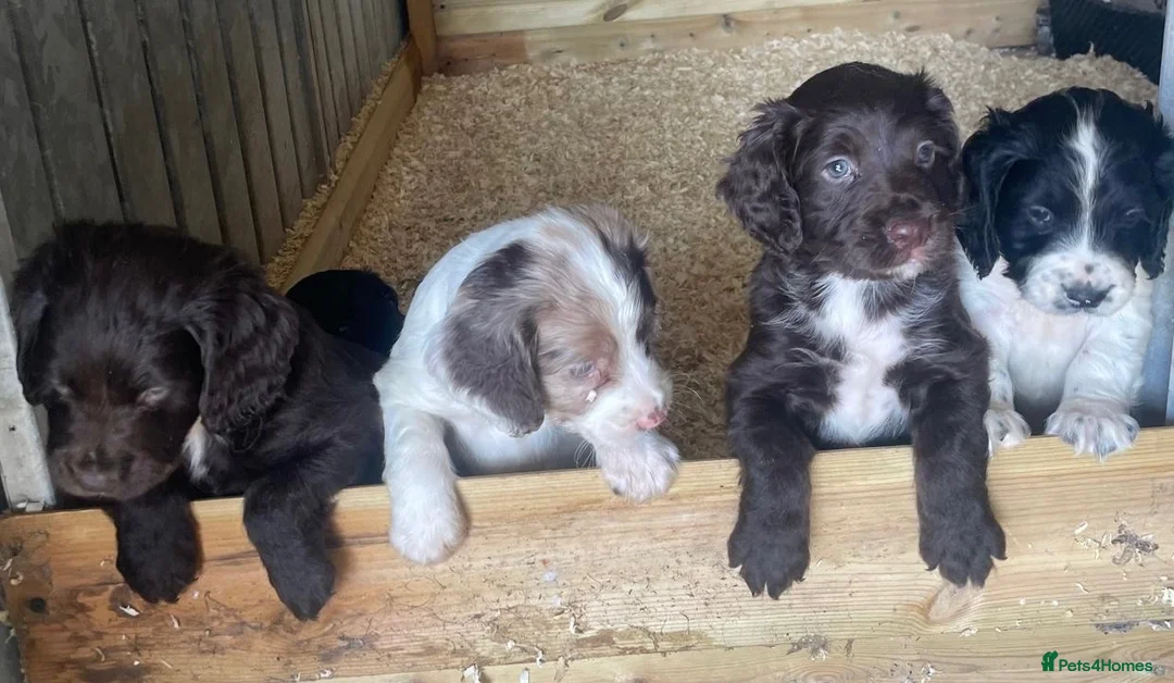 Sprocker dogs for sale: Sprocker puppies - working lines - Advert 1