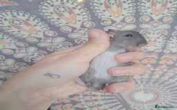 Rat rodents for sale: All rats have been reserved. - Image 17