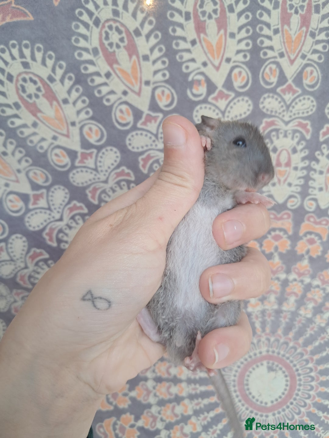 Rat rodents for sale: All rats have been reserved. - Image 17