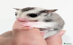 Sugar Glider rodents for sale: Mosaic sugar glider male available November - Image 5