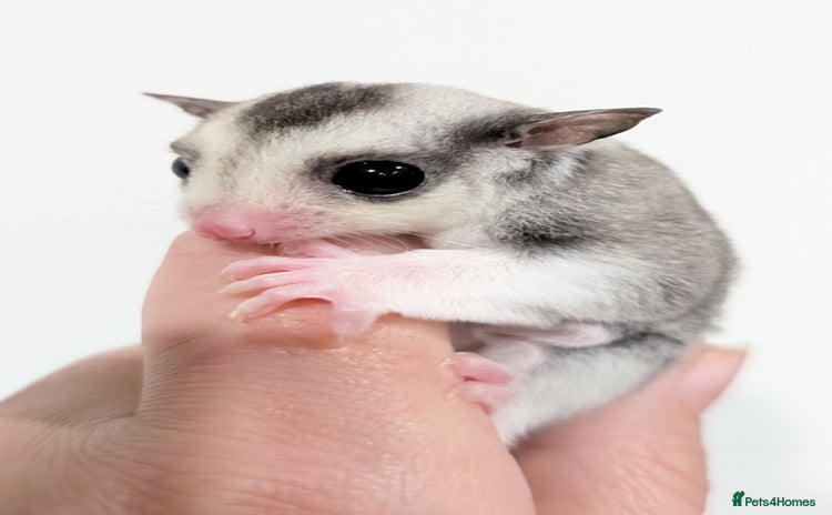 Sugar Glider rodents - Advert 4