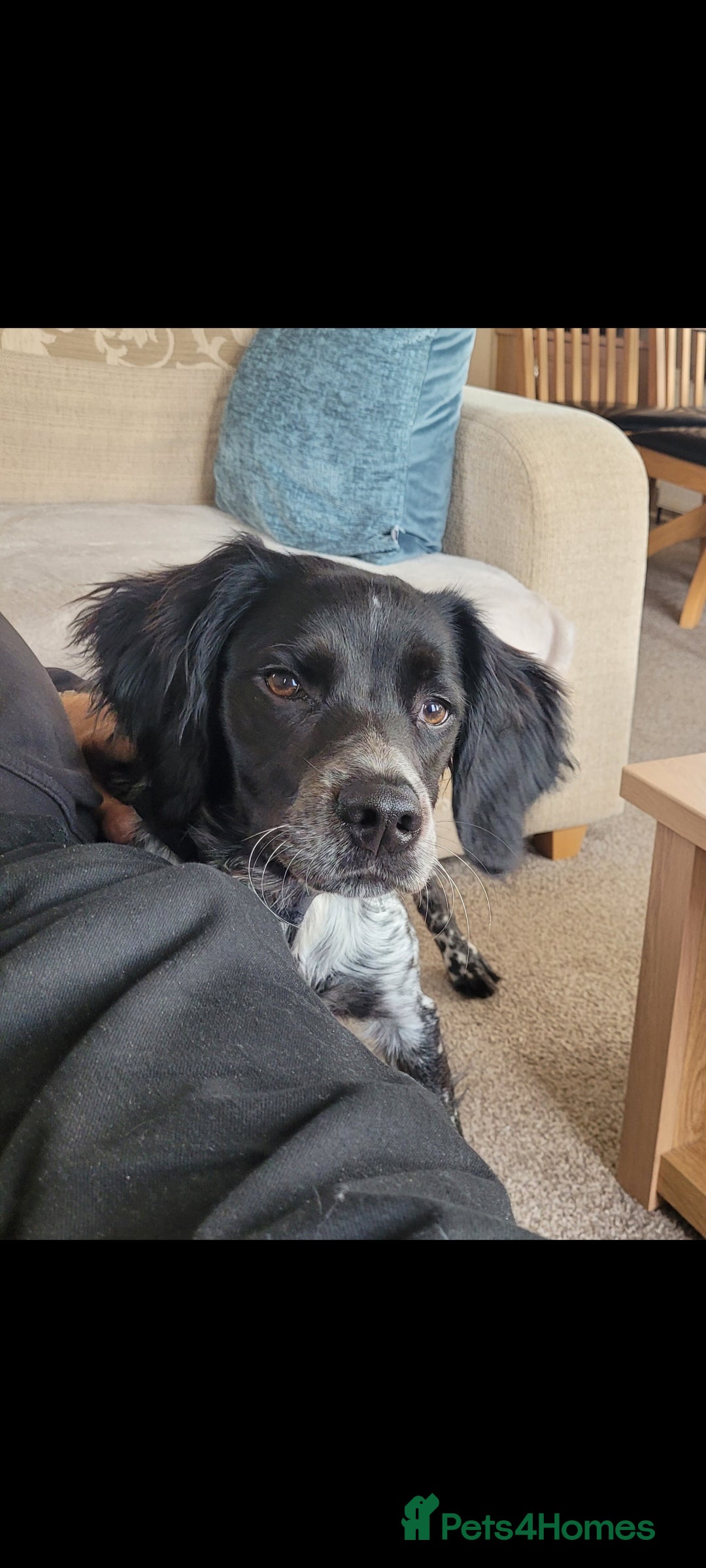 Brittany Spaniel dogs for sale: Brittany Spaniel 8 months old - Advert 7