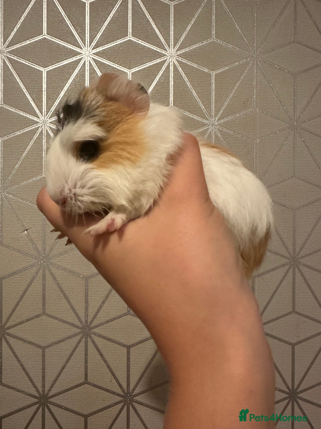 Guinea Pig rodents for sale: 💙 Baby boars for sale 💙 - Image 3
