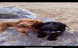 Cocker Spaniel dogs for sale: Cocker spaniels ( show type)  - Image 12