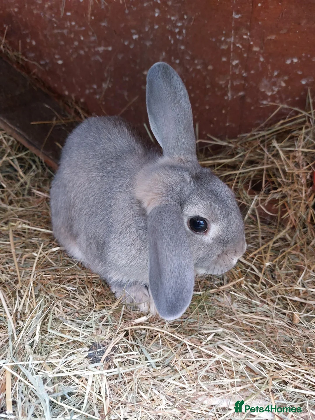 Mixed Breed rabbits for sale: Male mixed breed rabbit  - Advert 5