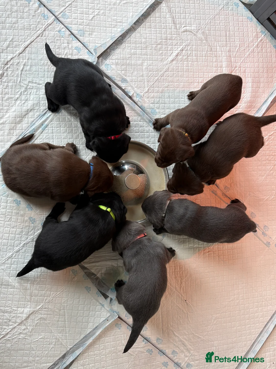 Labrador Retriever dogs for sale: Gorgeous KC, Charcoal, Chocolate and Black Labs - Advert 7