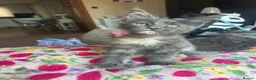 Maine Coon cats for sale: chunky tica Maine coons (active/pet)  - Advert 5
