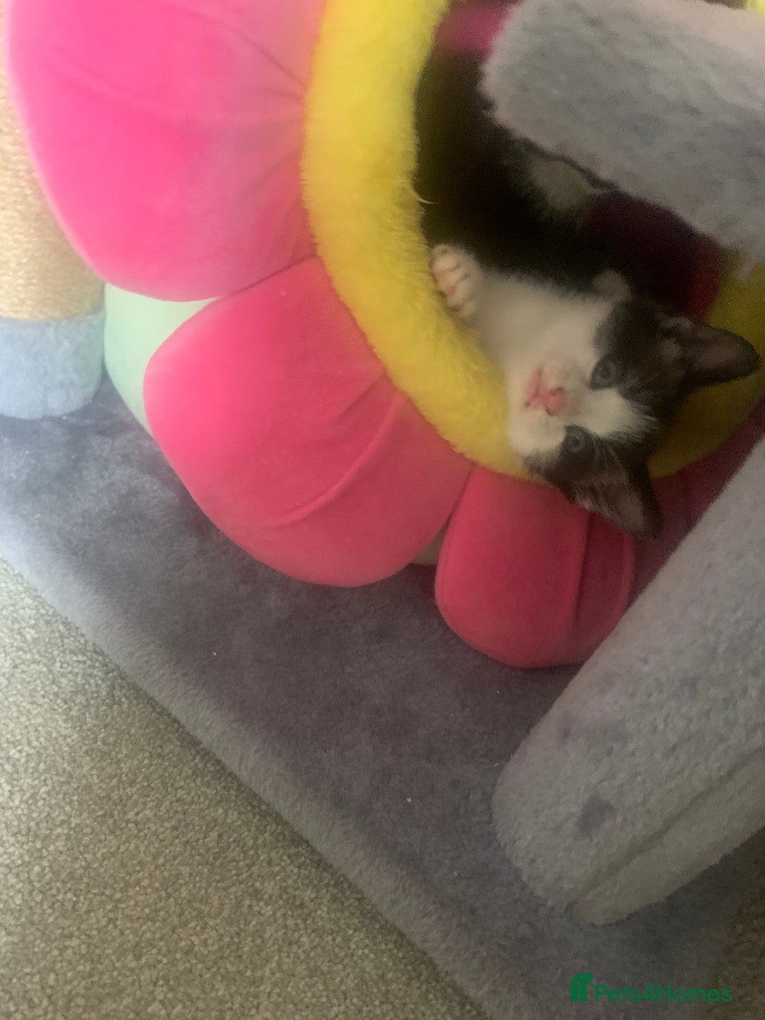 Mixed Breed cats for sale: Part Persian  - Image 3