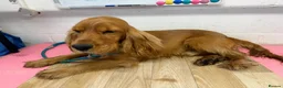 Cocker Spaniel dogs for sale: Kc registered boy  - Advert 8