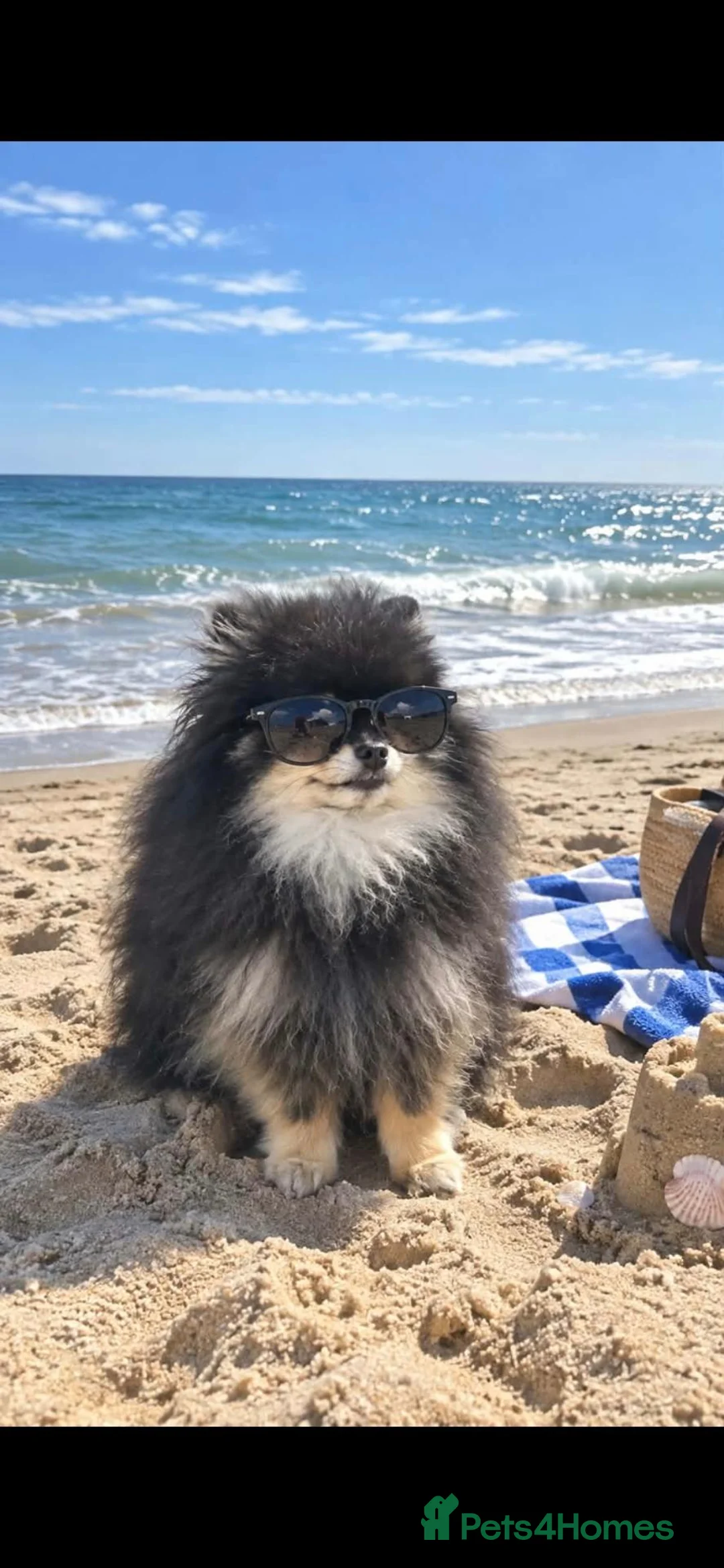Pomeranian dogs for stud: Pomeranian boy for stud - Advert 2