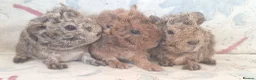 Guinea Pig rodents for sale: MEADOW SIDE CAVIES BABY GUINEA PIGS HEREFORDSHIRE  - Advert 21
