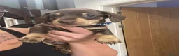 Miniature Dachshund dogs for sale: STUNNING MINIATURE DACHSHUND PUPPIES - Advert 4