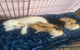 Poochon dogs for sale: Miniature toy poochons - Image 1