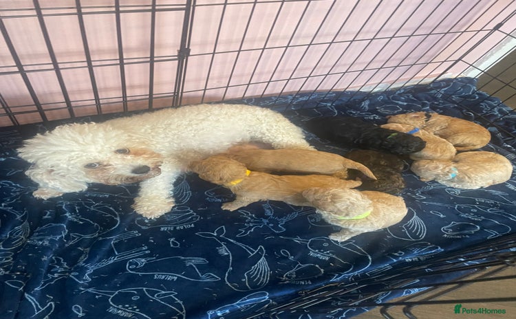 Poochon dogs - Advert 1