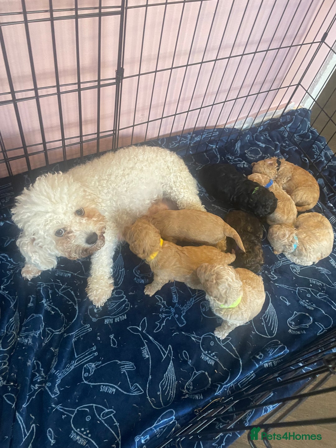 Poochon dogs for sale: Miniature toy poochons - Image 1