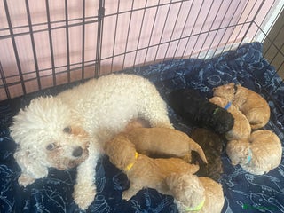 Poochon dogs - Advert 1