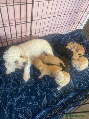 Poochon dogs - Advert 5