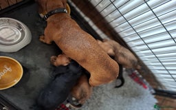 Mixed Breed dogs for sale: Daxiepoo puppies -miniature dachshund x toy poodle - Image 4