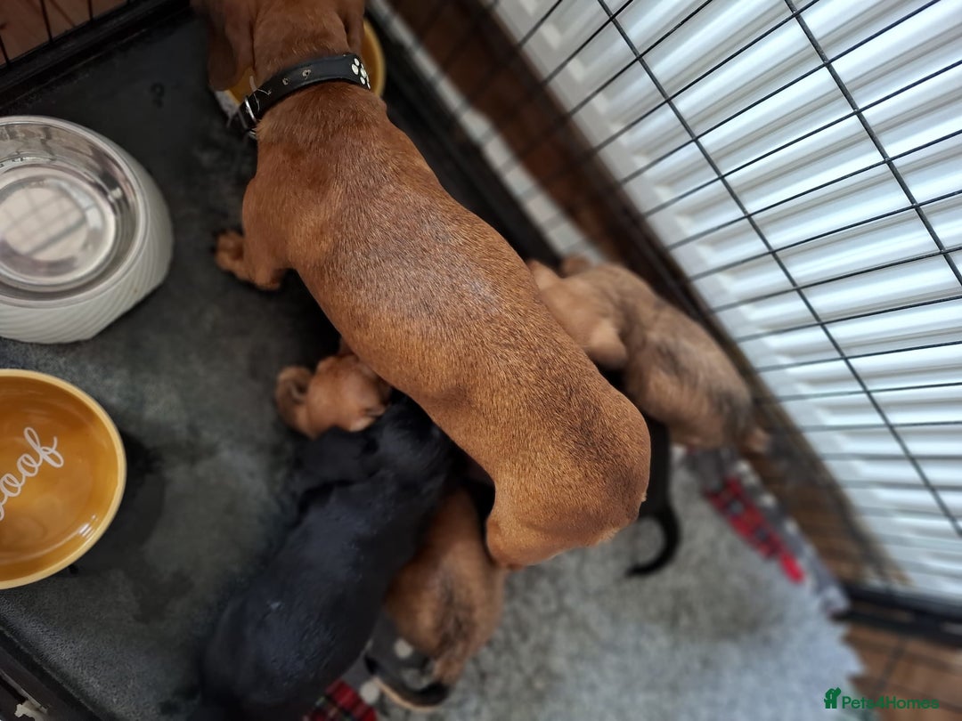 Mixed Breed dogs for sale: Daxiepoo puppies -miniature dachshund x toy poodle - Image 4