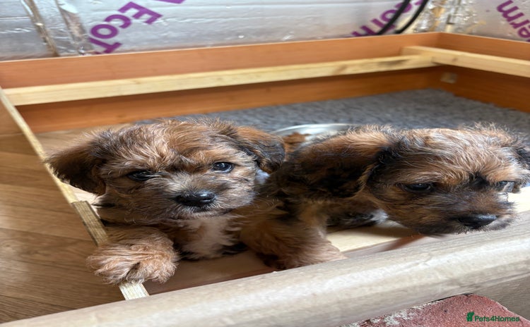 Mixed Breed dogs - Advert 3