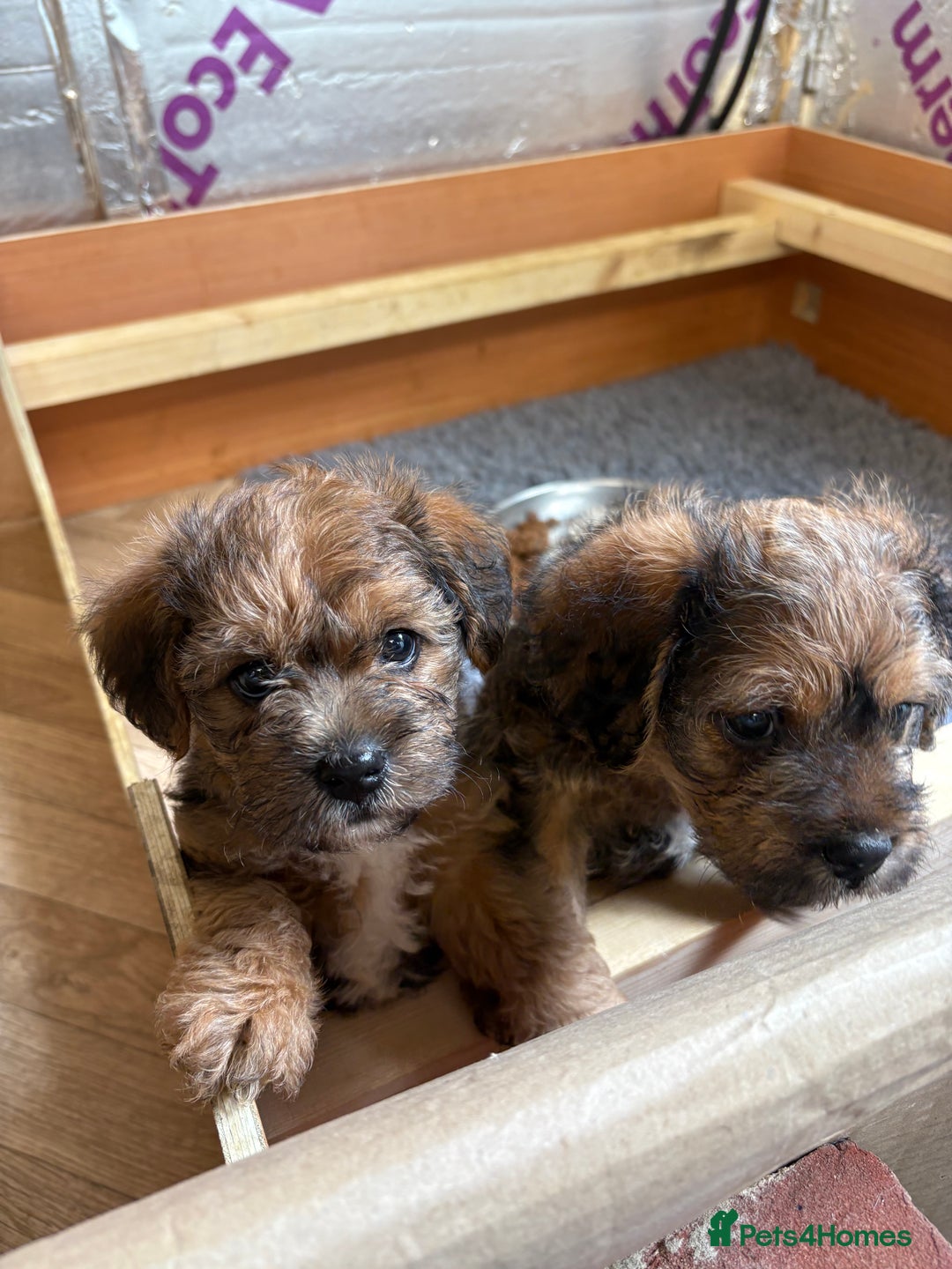 Mixed Breed dogs for sale: Boarder terrier cross Toy poodle - Image 1