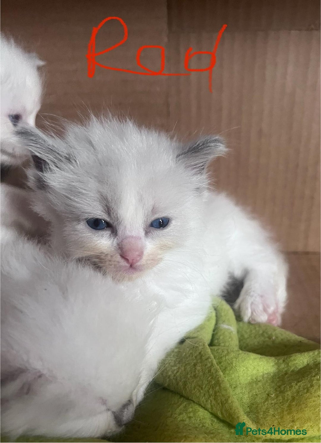 Ragdoll cats for sale: 7 stunning Ragdoll kittens for sale - Image 16
